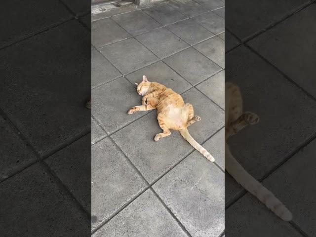 Sleeping cat in Bangkok