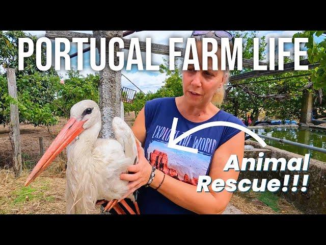 Animal Rescue on the Farm | PORTUGAL FARM LIFE