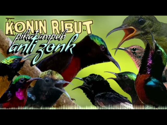 suara pikat burung Kolibri ninja ribut paling ampuh || pikat konin ribut paling jitu anti zonk