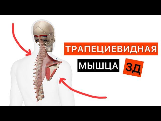 Трапециевидная мышца в 3D. Анатомия мышц спины для массажиста. Трапеция - Trapezius