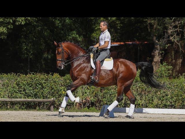 **SOLD** Lusitano GP schoolmaster - the ultimate dream horse (REF#798)