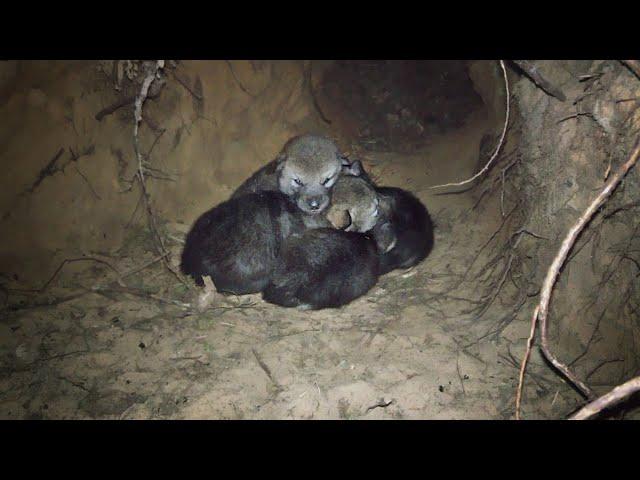 Wild wolf pups and wolf mother preparing the dens