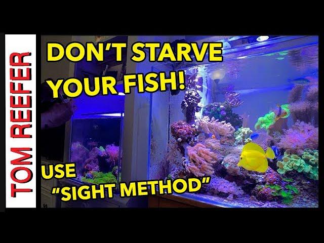 Reef Tank (HOW I FEED MY FISH?) "Sight Method"