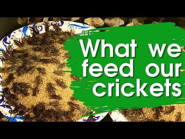 What Our Crickets Eat, Where You Can Get It, & What To Use If You Can’t