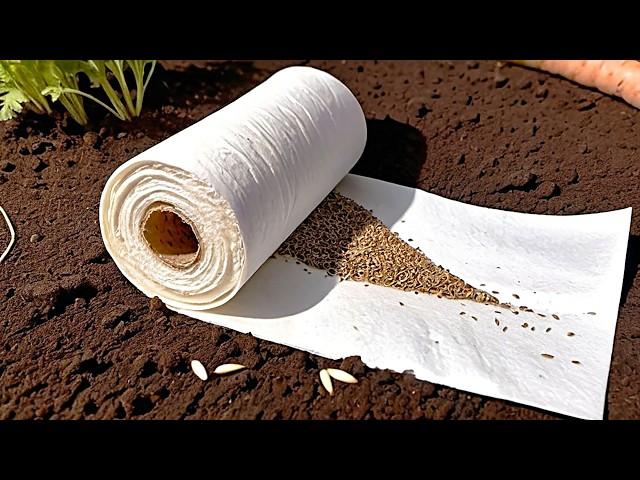 Don't plant carrots until you see this toilet paper trick! Your garden will flourish!