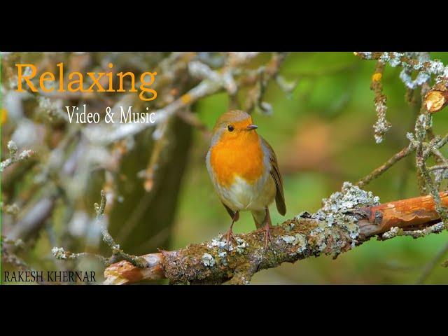 Relaxing Music, Sleep Music, Insomnia, Sleeping Music, Calm Music,