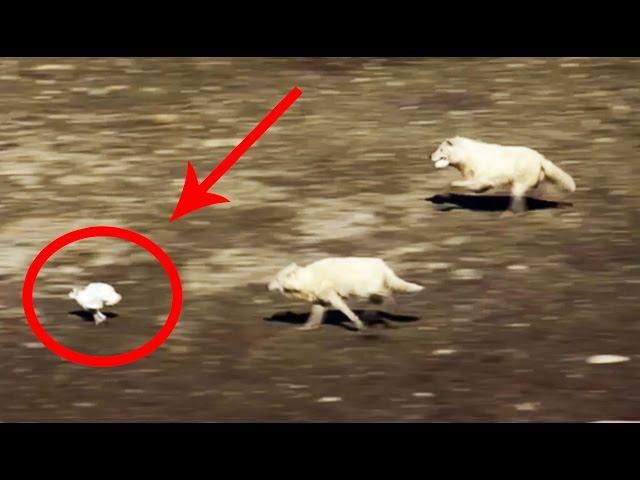 EPIC HARE VS ARCTIC WOLVES