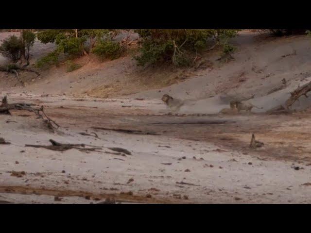 Brutal lion fight! Waziba attacks a lioness, then hits Pretty Boy II