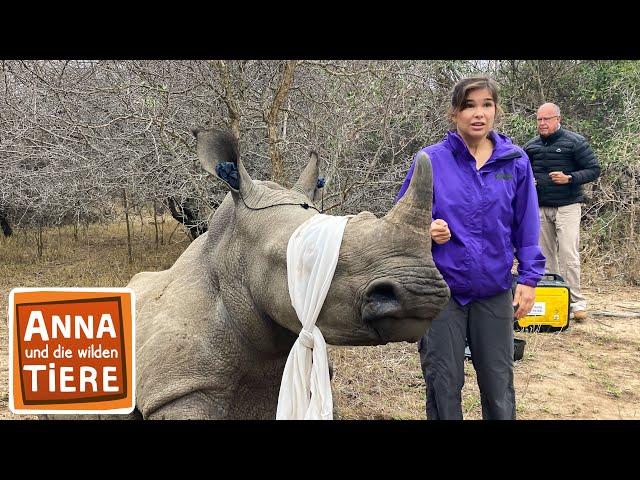 Operation Nashorn | Reportage für Kinder | Anna und die wilden Tiere