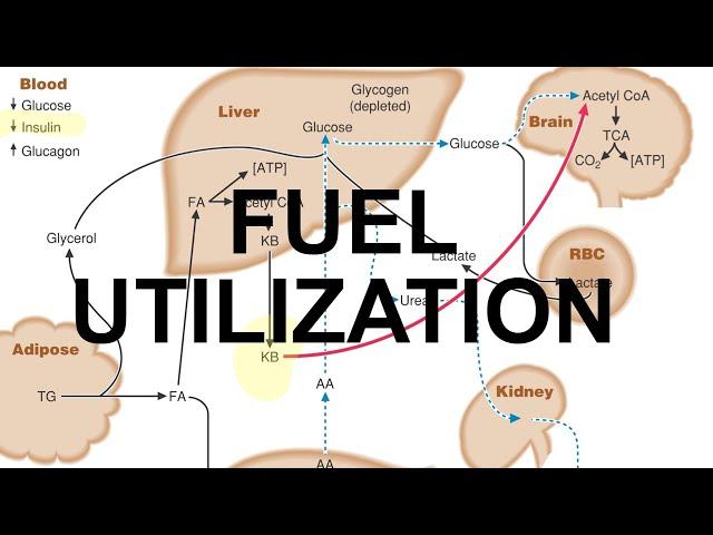 Metabolic Fuel & Starvation