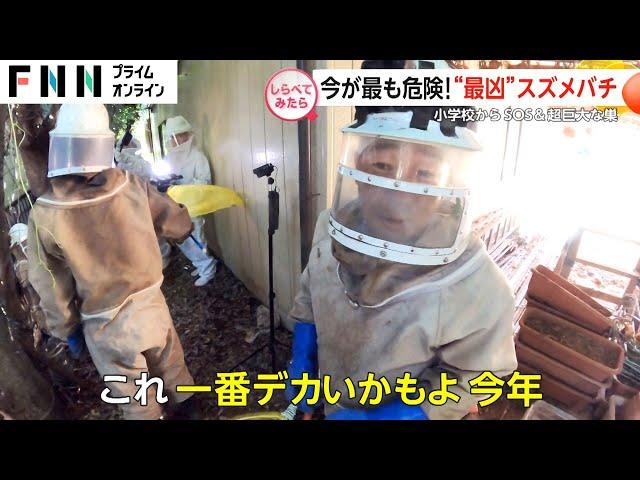 小学校＆住宅で大量発生！危険なスズメバチ【しらべてみたら】