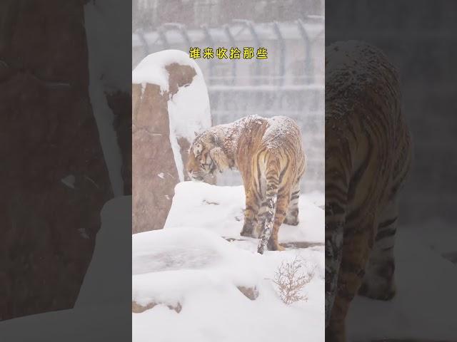 东北虎雪地撒欢！#animal 【跟着图尔去旅行】