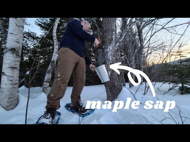 First Time Tapping Maple Trees In Nova Scotia