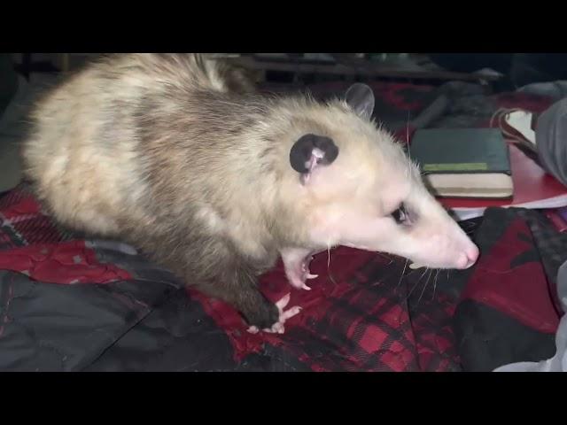 Possum Grooming Itself