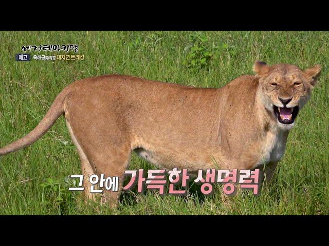 세계테마기행 | 육해공 대자연 트레킹 | 요즘은 트레킹이 대세라지??