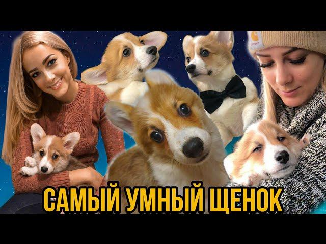 МИЛЫЙ КОРГИ! ПЕРВАЯ СОБАКА В МОЕЙ ЖИЗНИ. Как дрессировать щенка?