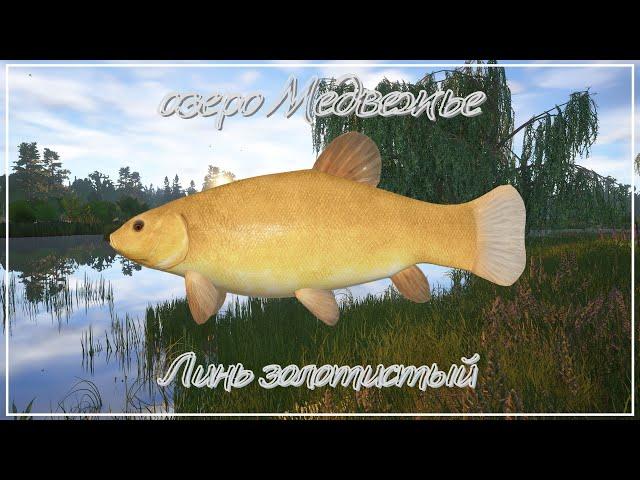 Линь золотистый - озеро Медвежье - РР4┃maXS1k