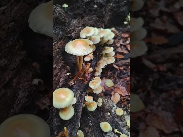 Sulphur tuft, Epping Forest