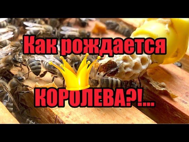 Как рождается пчелиная КОРОЛЕВА?!…