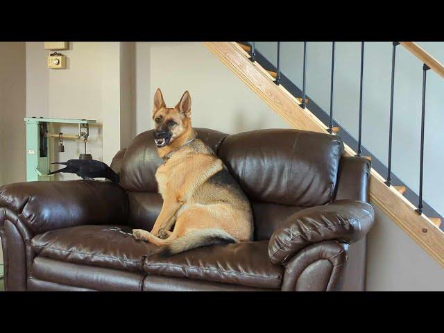 German Shepherd Dog Guards Her Baby Crow Frankie After Dexter Got Angry At Him