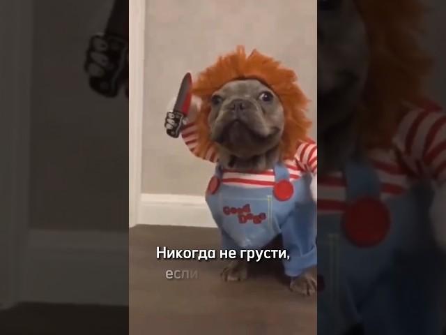 Никогда не грусти!#shorts #видеоshort #видеоshorts #смешныесобаки #funnyanimals #смешноевидео