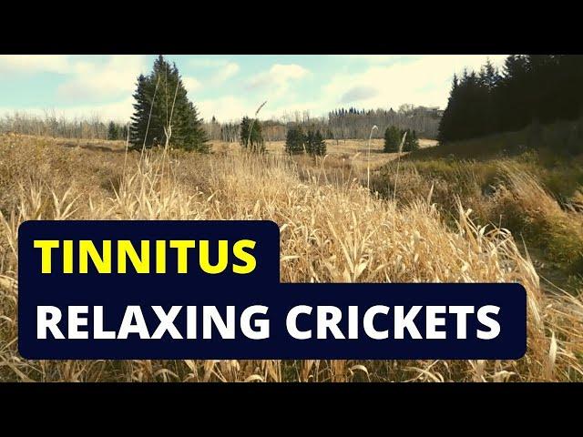 Tinnitus Relief? Try Listening to Cricket Sounds