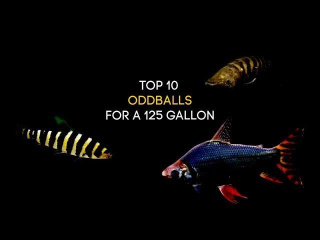 Top 10 Oddball Fish For A 125 Gallon Aquarium