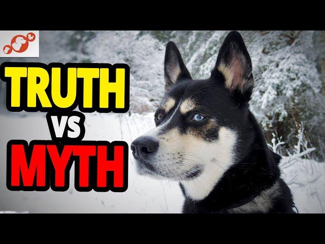  Designer Dog Breed - TOP 10 Myths And Truths About Designer Dog Breeds!