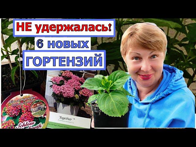 Гортензии прямо из Европы. Распаковка с сайта Цветочные мечты. Было 64 гортензии, а стало 70 шт.