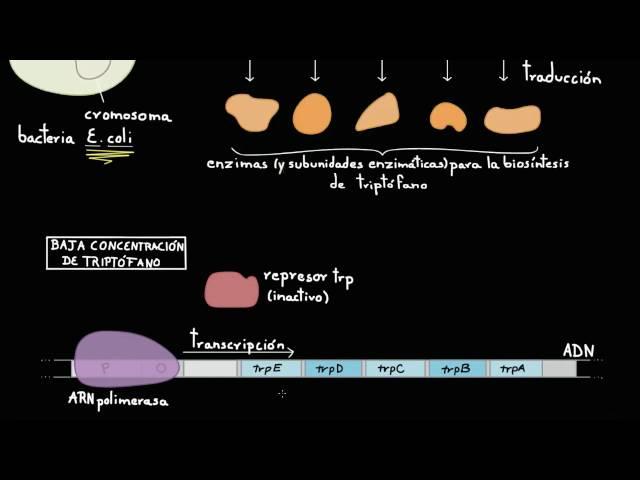 Operón trp | Regulación génica | Biología | Khan Academy en Español