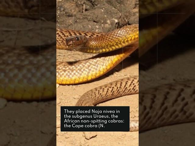 CAPE COBRA\\\\\\the yellow dangerous snake