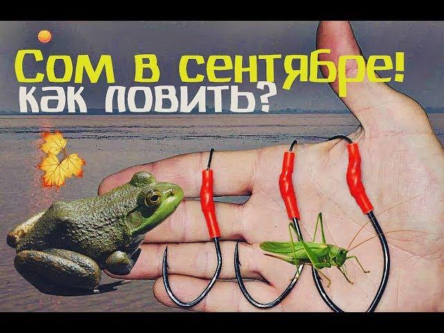 Как и на что ловить сома в сентябре?