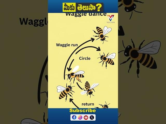 Miku Telusa | How Honeybees Use the “Waggle Dance” to Communicate | Vayu News #shorts