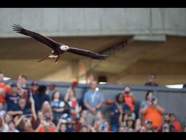 Auburn retires eagle ‘Spirit’