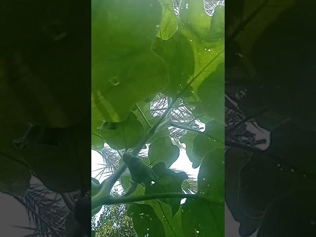فن عراقي