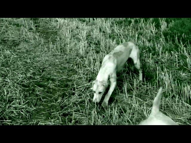 Foxhunting with foxhounds