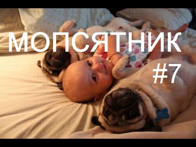 Смешные и милые Мопсы из 2016 Компиляция