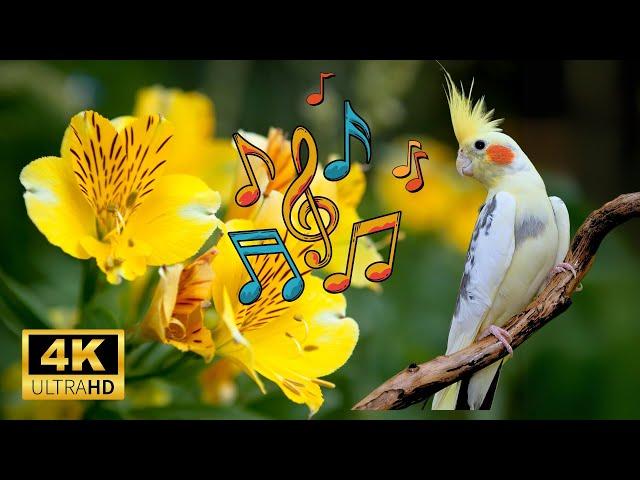 Best way to cockatiel singing training | Melhor forma de treinar calopsita cantando 