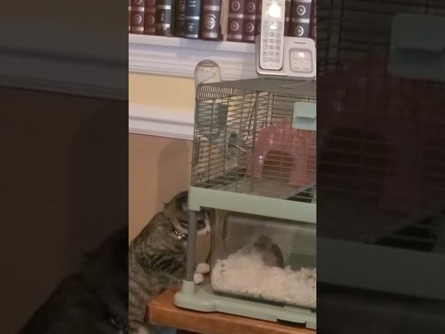 Cat meets hamster