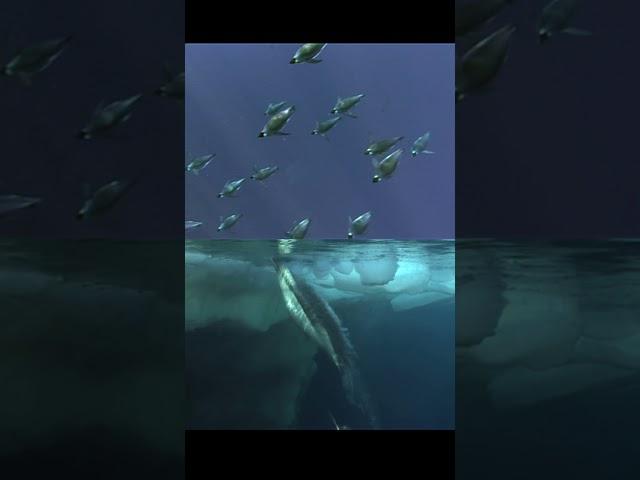 The Wonderful Dive of Penguins