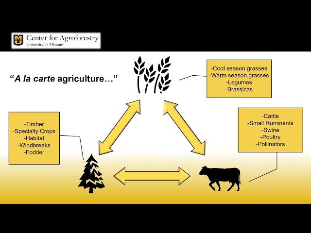 Silvopasture - The Power of Livestock with Trees | Dr. Ashley Conway