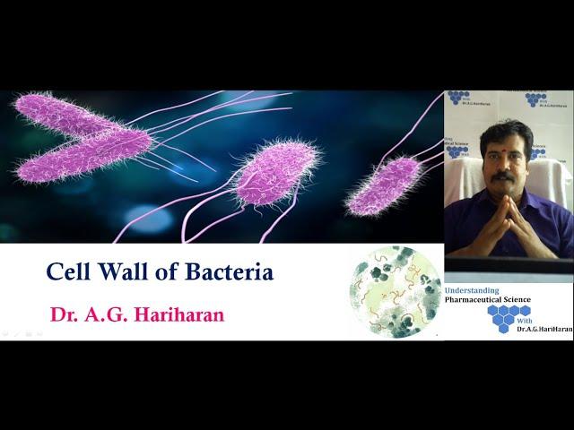 Cell Wall of Bacteria