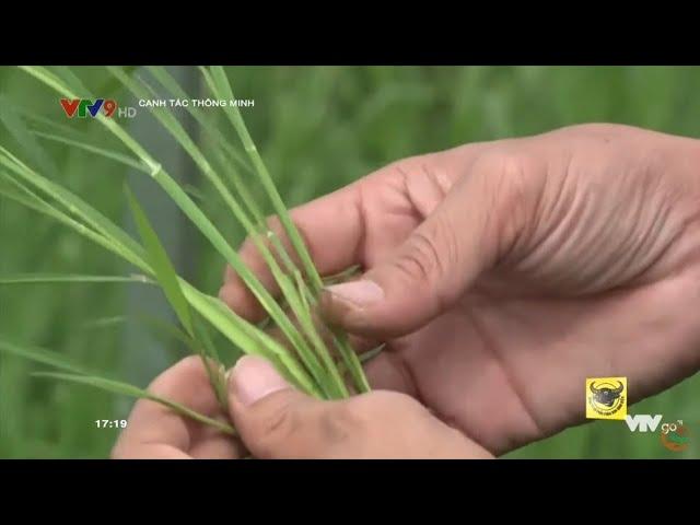 CANH TÁC THÔNG MINH: QUẢN LÍ CHỒI HỮU HIỆU TRONG CANH TÁC LÚA_SỨC SỐNG TRẺ SẢN XUẤT