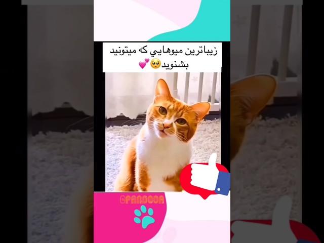 #Repost  .#کیش #کیشوند #پت #پانسیون_گربه #پیشی #گربه #گربه_پرشین #cat #cat_house