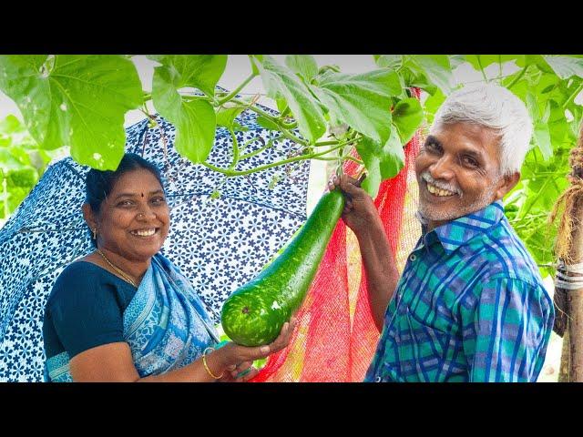 கொட்டுற மழையில சொரைக்காய் அறுவடை செஞ்சு சமைக்கப்போறோம்| Harvesting Fresh Bottle Gourd in Our Garden