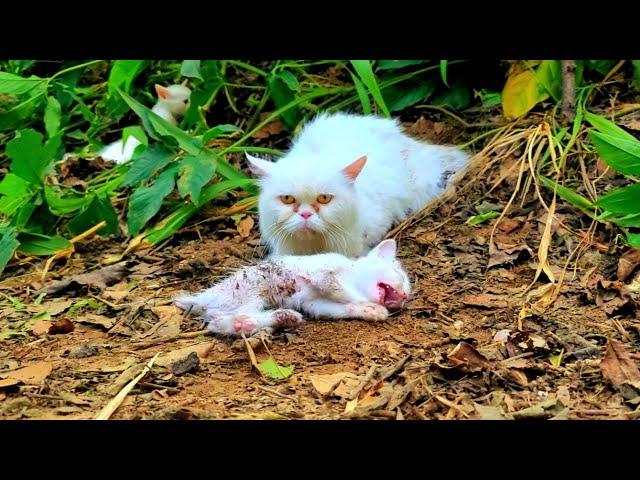 Her kitten was dying, poor mother needed help to save her life......