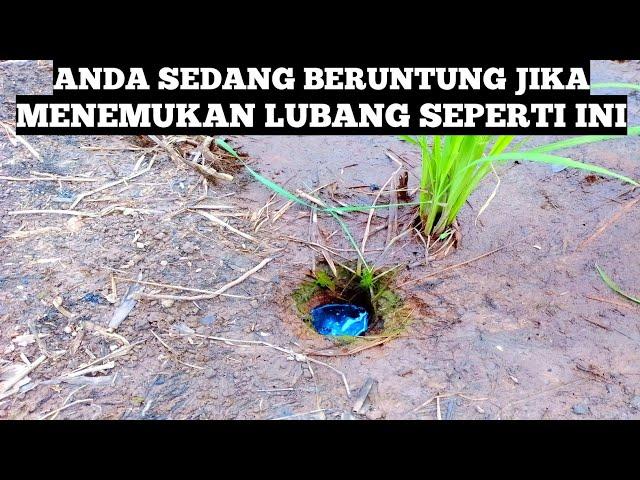 Ada Hewan Super Besar Yang Mendiami Lubang Hitam Dibawah Batang Padi Ini.. Mancing Belut Babon sawah