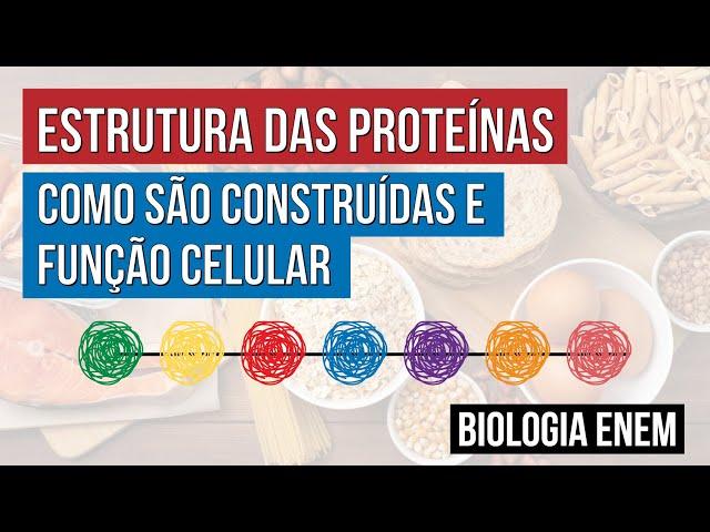 ESTRUTURA DAS PROTEÍNAS: como são construídas e função celular | Biologia para o Enem | Cláudia