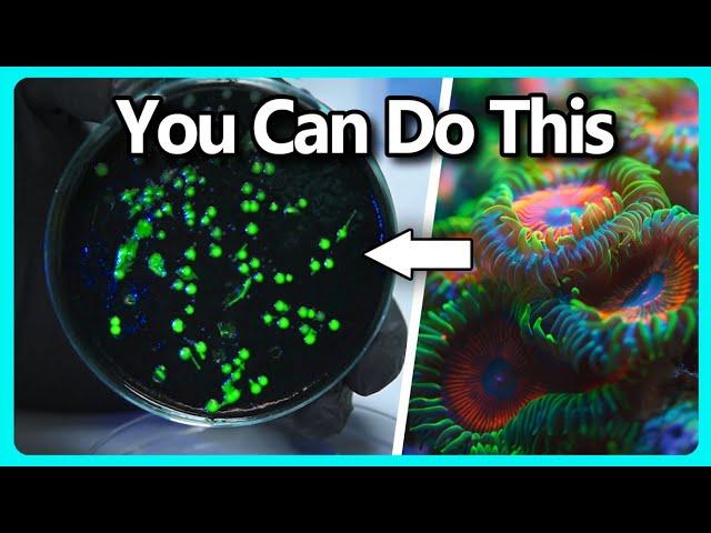 Simple Bacteria Genetic Engineering