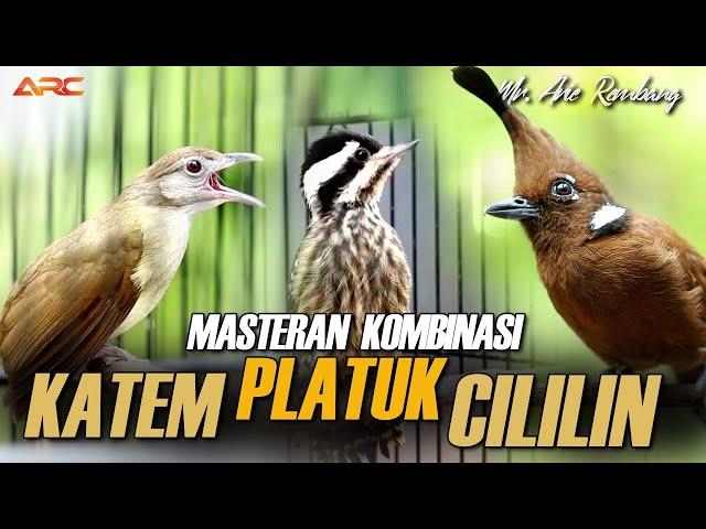 KAPAS TEMBAK GACOR VS CILILIN GACOR VS PLATUK